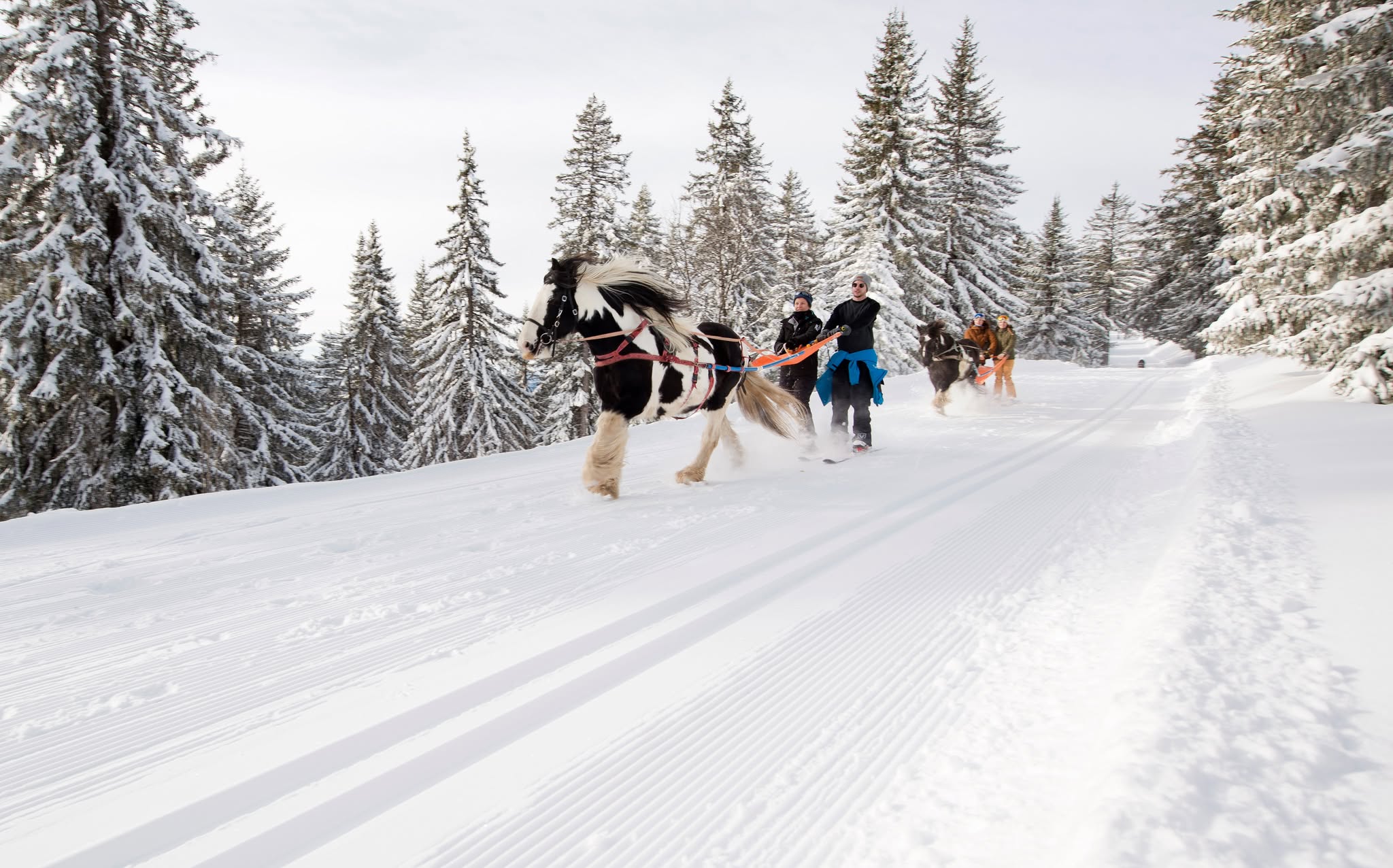 Ski Joëring Morzine Avoriaz