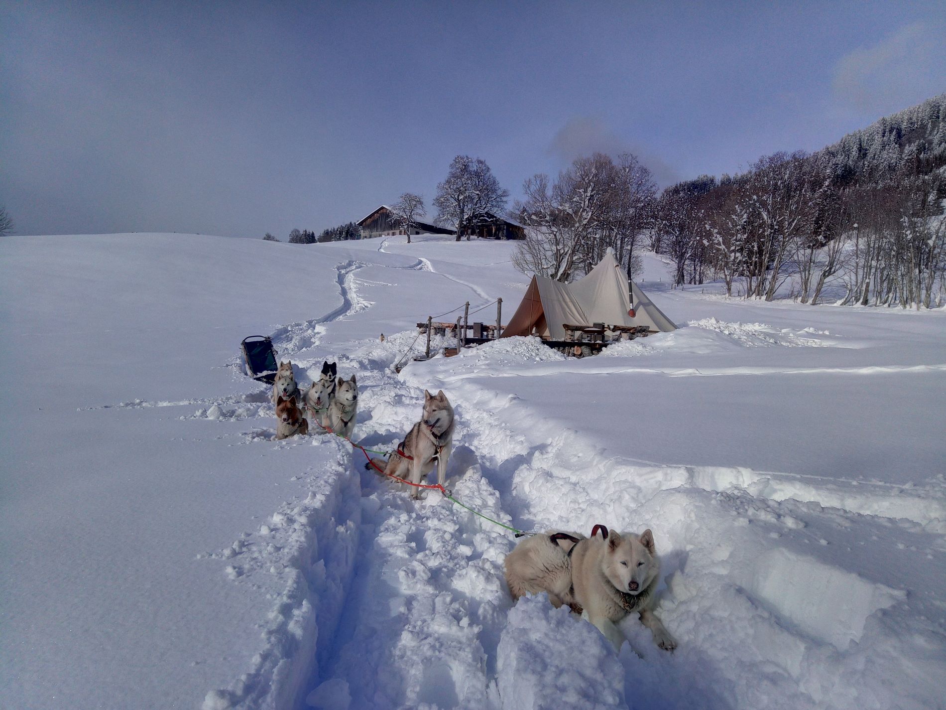 Husky sleigh ride in the mountains